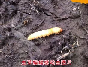 冬虫夏草是虫还是草蚂蚁森林，冬虫夏草是虫还是草?怎么形成的?