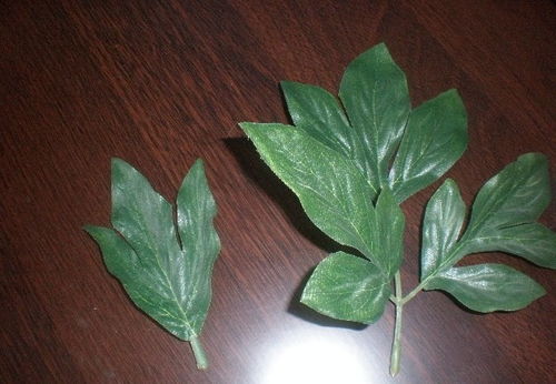 牡丹花的叶子是什么样的?