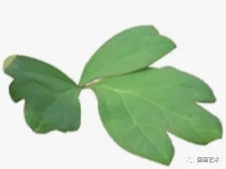 牡丹叶子的画法视频，牡丹叶子画法口诀