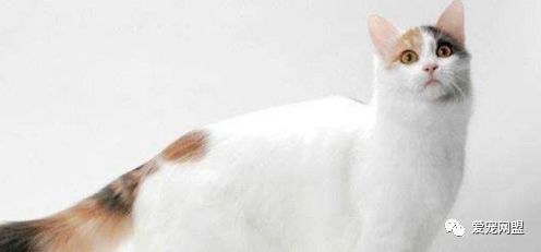 布偶猫可以吃火龙果吗，猫最爱吃的10种水果