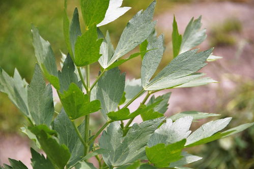 独活草药，独活草别名