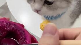 猫可以吃火龙果吗 猫能吃火龙果吗