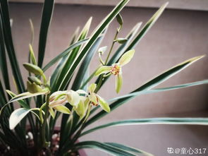 兰花上盆后多久浇水?
