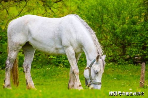 一个马一个又是什么字
