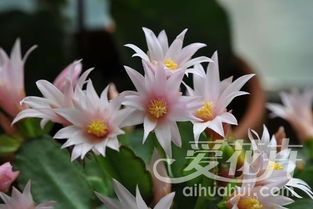 假昙花什么时候开花