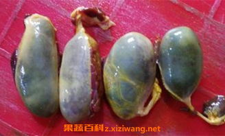 猪胆汁的功效与作用治痔疮吗，猪胆汁的功效与作用胆