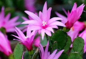 假昙花图片，假昙花怎么养才能开花