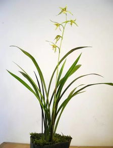 兰花的特点外貌介绍，广玉兰花的特点
