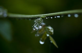 风纷纷雨纷纷,一场夏雨爽人心,下一句