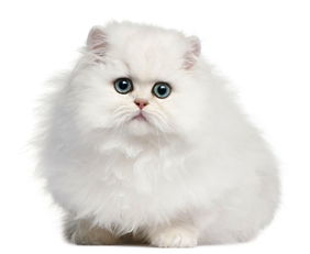 波斯猫价格多少钱一只，波斯猫歌曲SHE