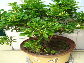 米兰植物寓意，米兰植物适合室内吗