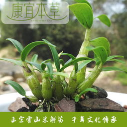 正常霍山石斛多少钱1斤