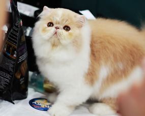 纯种的波斯猫大概多少钱一只?