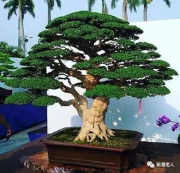 碧玉妆成一树高的妆是什么意思作业帮，碧玉妆成一树高的妆是什么意思,是谁装饰,打扮柳树的