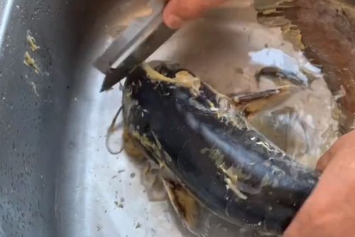 鲶鱼怎么去除粘液 鲶鱼去除粘液的方法