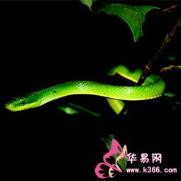 睡觉梦见青蛇是什么意思，怀孕了梦见青蛇是什么意思