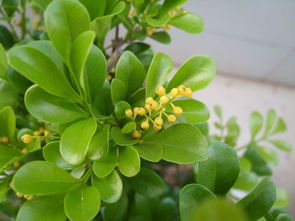 米兰的植物学特性是什么?