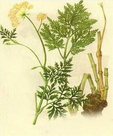 川芎，丹参川芎怎么读