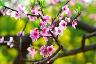 桃花是什么形状