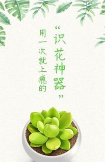 华为手机识别花草种类怎么用