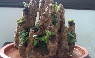 吸水石假山盆景图片大全，上水石上栽什么植物好看