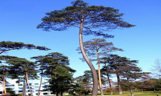 美人松的生存地域在哪里?