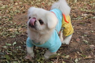 狗狗能吃红枣吗