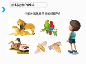 动物繁殖方式大全8绵羊，动物繁殖方式大全图片