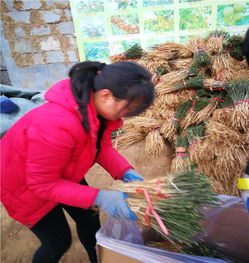 枳壳的壳到底怎么读?