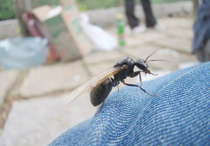带翅膀的蚂蚁是什么蚂蚁?