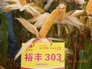 裕丰303亩产量?