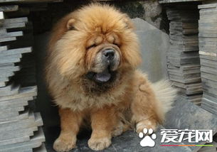 松狮不但体味重还有口臭,松狮为什么不适合家养?