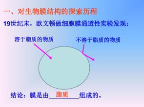细胞膜的作用是什么