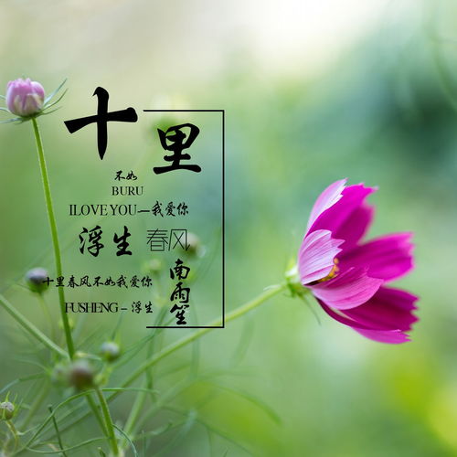有一句是春风十里不如你的歌词,网络歌手唱的,是什么歌?