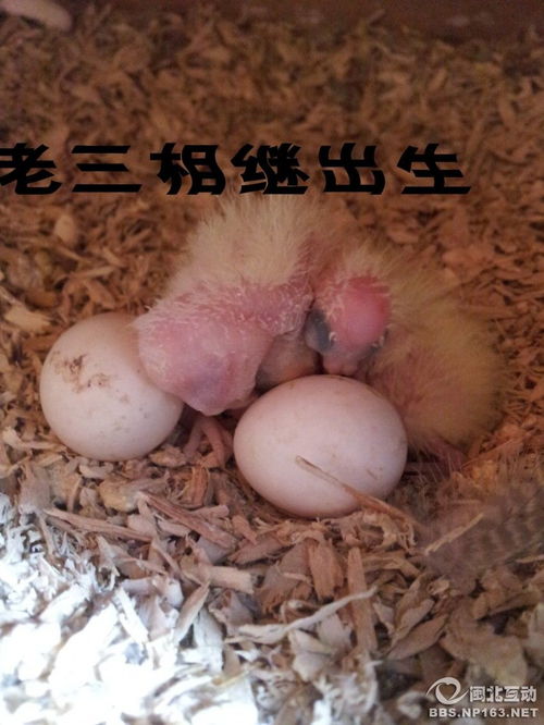 口里面一个子字读什么女，口里面一个女字读什么