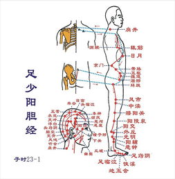 大腿外侧是什么经络怎么按摩，大腿内侧是什么经络为什么一按就疼