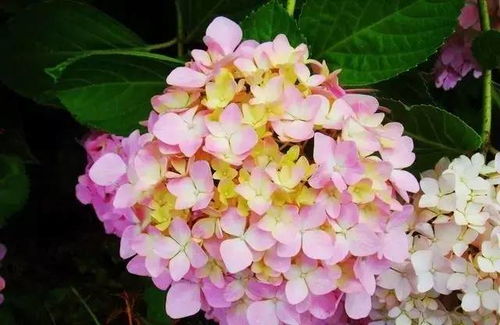 绣球花什么时候开花季节，绣球花为什么又叫死人花