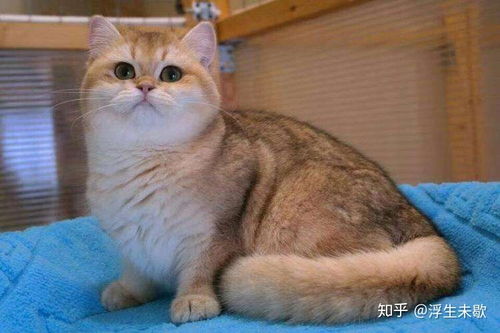 渐层猫是什么品种