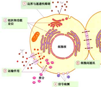 细胞膜的作用是什么，细胞膜的作用高中生物书原文
