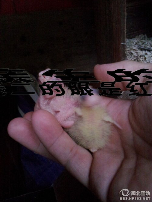 口里面加子怎么念
