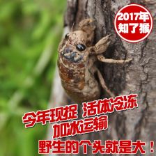 知了的正确养殖方法