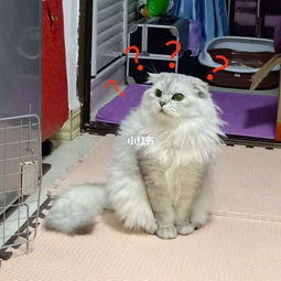 美短银渐层猫是什么品种，灰色渐层猫是什么品种