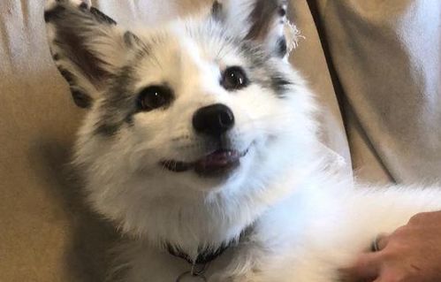 成年狐狸的智商相当于人类几岁的智商?