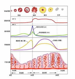 经期计算