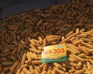 裕丰303三大缺点，裕丰303玉米种子好吗
