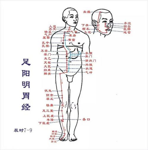 大腿经络