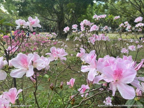 春季的花园里，春季的花园写几句话