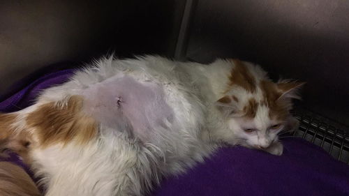 公猫绝育第一天夜里是危险期，绝育完的猫多久可以吃东西