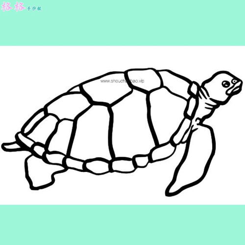 海龟怎么画