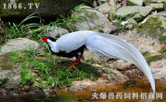 北方可以养白鹇吗